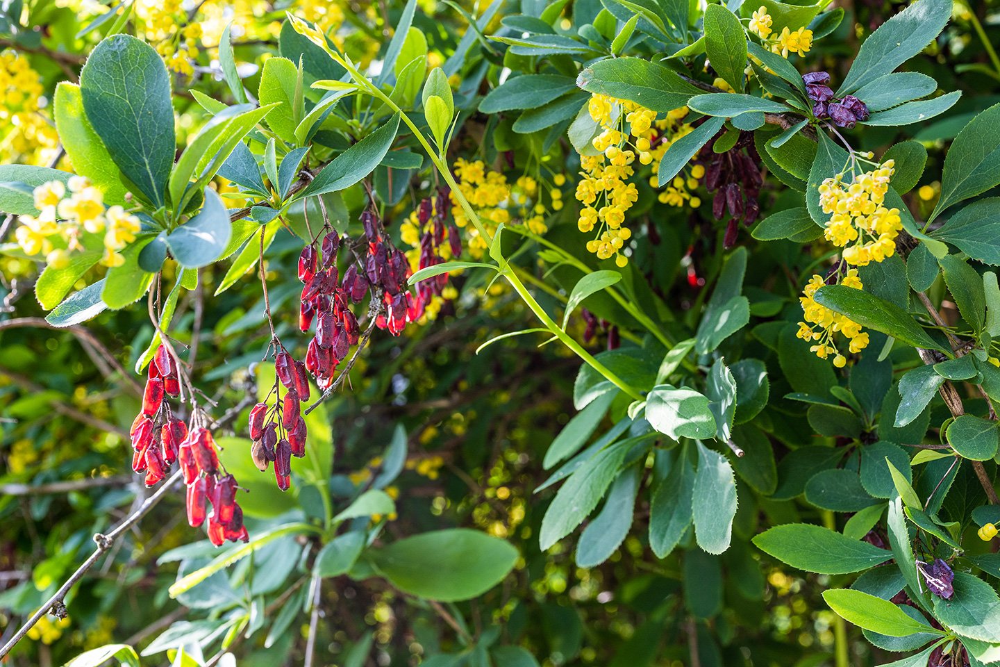 Berberry fruits hanging from a tree