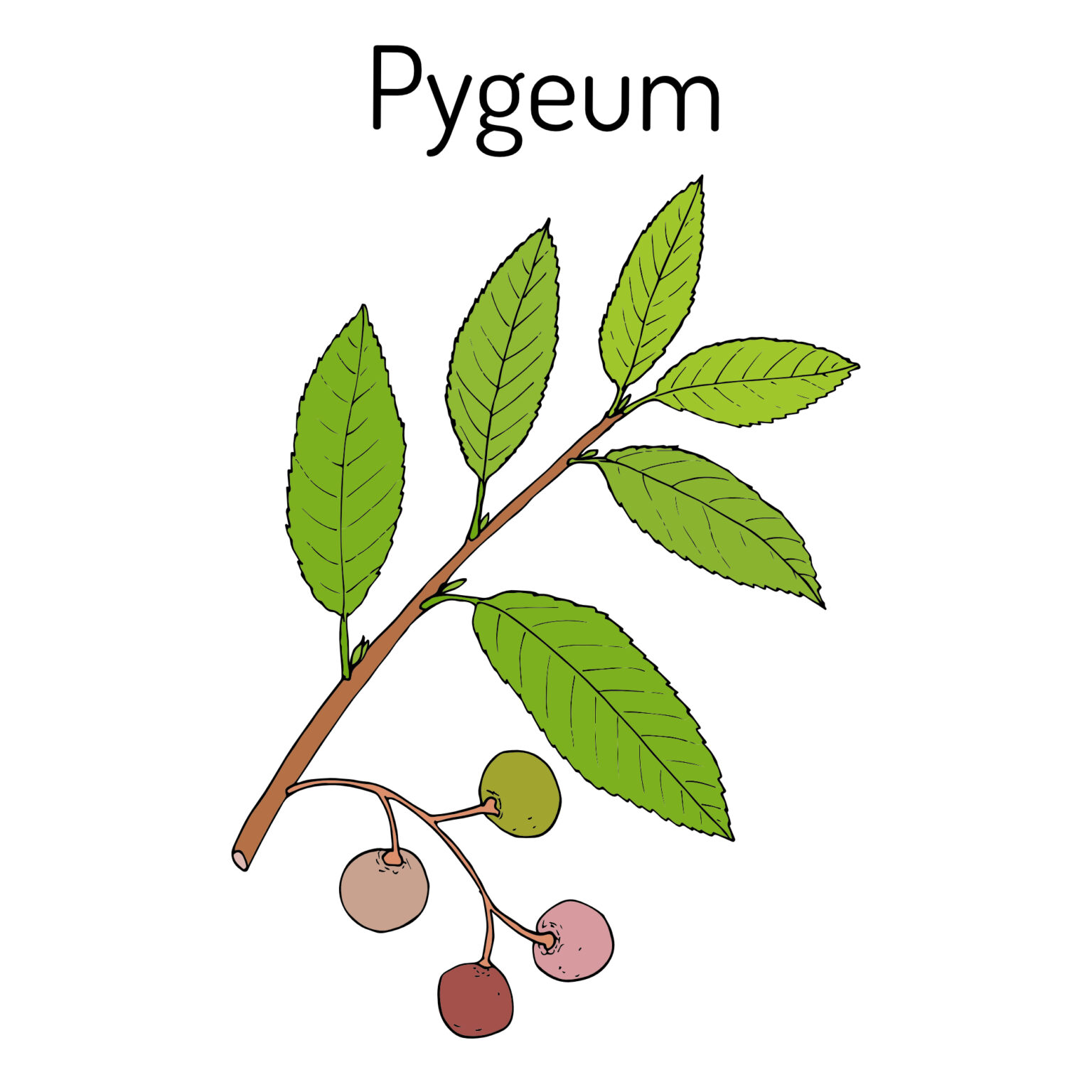 Pygeum Supplement Benefits and Uses - Tesseract
