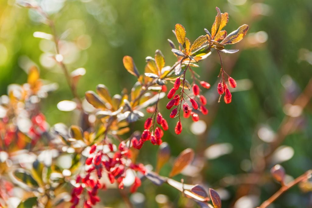Barberries on a tree
